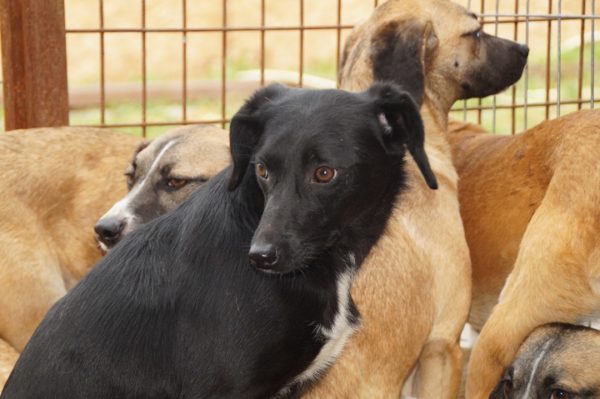 BASJA - reserviert Second Chance Dogs - vermittelt – Bild 7