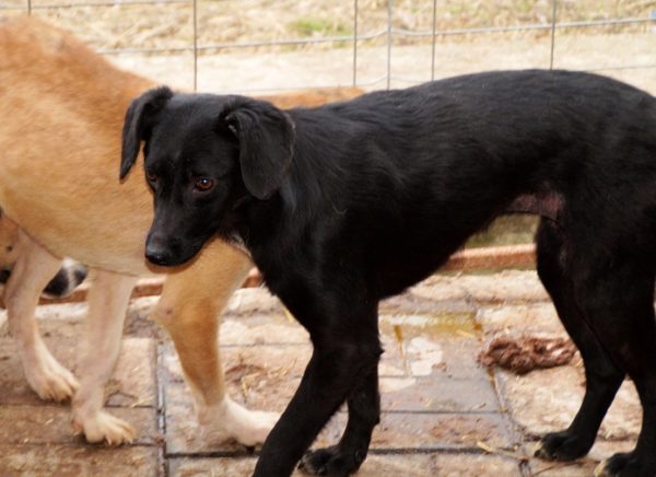 BASJA - reserviert Second Chance Dogs - vermittelt – Bild 8
