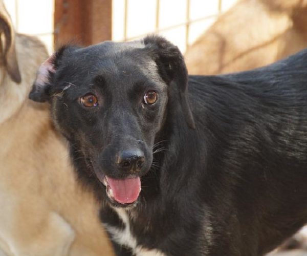 BASJA - reserviert Second Chance Dogs - vermittelt – Bild 2