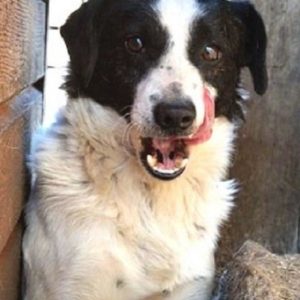 BENJI - reserviert für ES (MG) - vermittelt