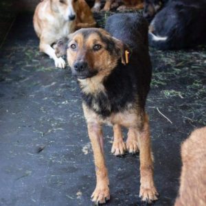 BENNO - vermisst 03/2021