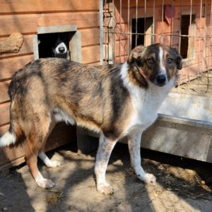 BENSON - reist auf PS in PLZ 5 - vermittelt