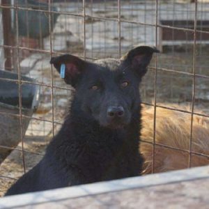 BETTE - vermisst 08/2021