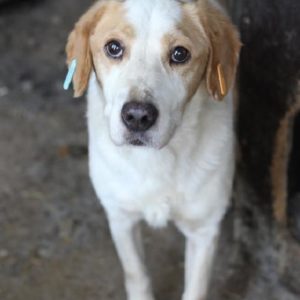 BILL – reserviert Tierhilfe Lebenswert DR (11.05.) - vermittelt