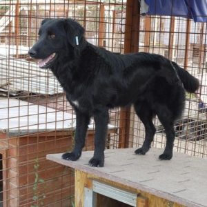 BIRRA - reserviert THL DogR (01/21) - vermittelt