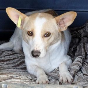 BLANQUITA - reserviert NadineH - vermittelt