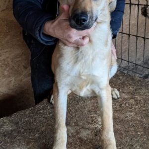 BOBLEE - reserviert Manuela - vermittelt