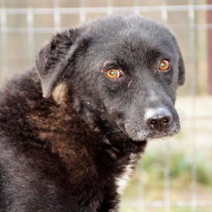 BOLLE - reserviert (Tine) - vermittelt