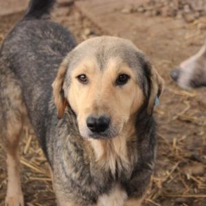 BONO - vermisst 11/2021