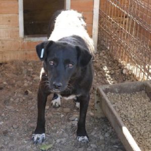 BORKA - vermisst 08/2021