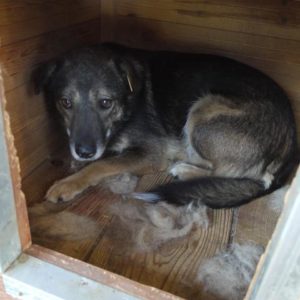 BRIDGET - vermisst 08/21