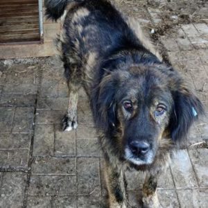 BRIGITTE - vermisst 11/2021