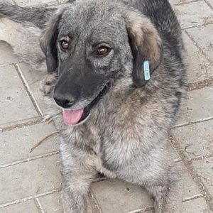 BRISKA - reserviert NadineH - vermittelt