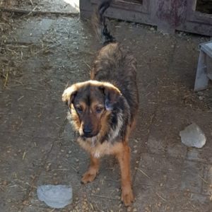 BROWNY - vermisst 08/2021