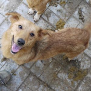 CADIE - reserviert TH Koblenz - vermittelt