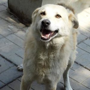 CAJAL - vermisst 11/2021