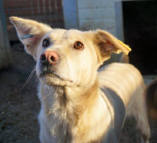 CARA MIA (♀) - seit mindestens 2019 im Shelter - reserviert Tierhilfe Lebenswert DR – vermittelt 11.10.24 – Bild 8