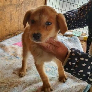 CARAMEL - reserviert THL DR (NZ 12/20) - vermittelt