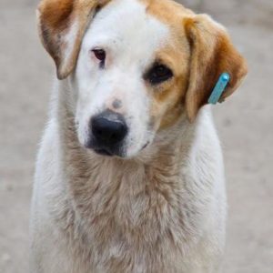 CARLOTTA - vermisst 11/2021