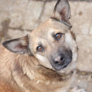 CASIA - reserviert TINO - vermittelt