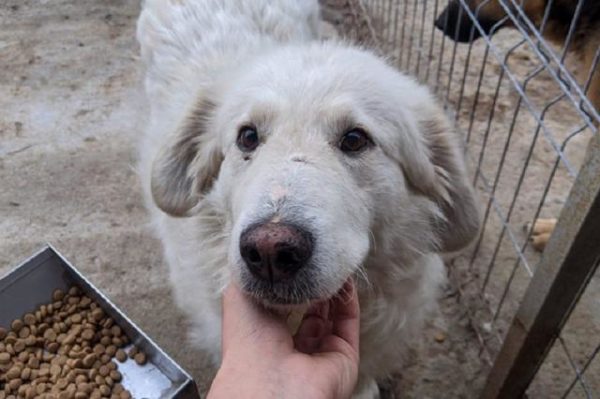 CASIOPEIA - Kuvasz-Mix - reserviert Hilfe für Herdenschutzhunde - vermittelt