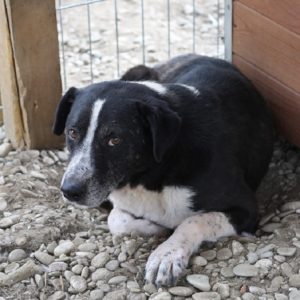 CAVALLO - vermisst 08/21