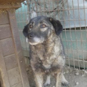 CERA - reserviert TINO - vermittelt