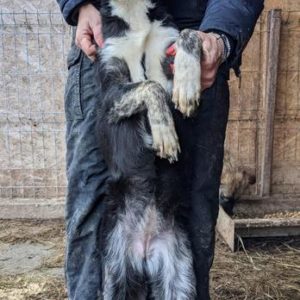 CHAYA - reserviert für PS in PLZ 4 (GC) - vermittelt