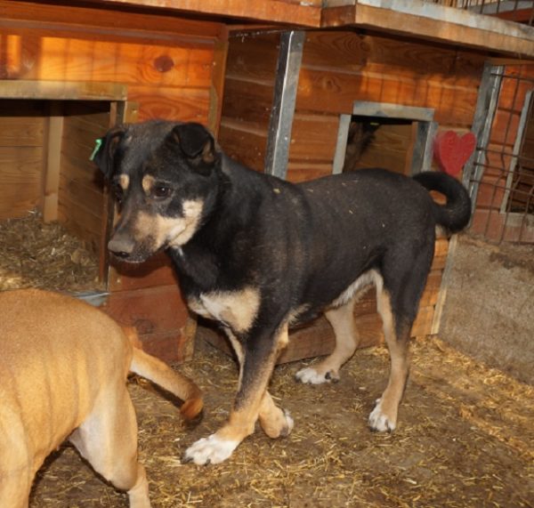 CHEWY - Vorderpfote defekt, leichter Staupetick - reserviert NadineH - vermittelt – Bild 8