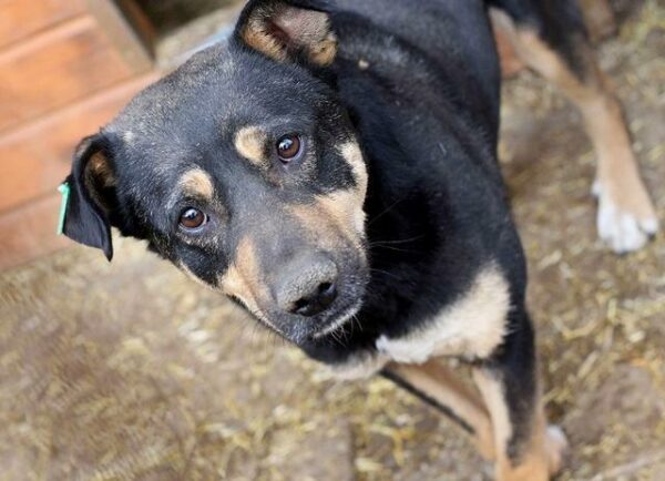 CHEWY - Vorderpfote defekt, leichter Staupetick - reserviert NadineH - vermittelt – Bild 2