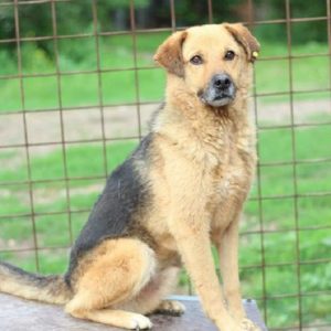 CHILI - reserviert Tierhilfe Lebenswert DR - vermittelt