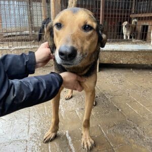 CHIPS - zu dünn - seit mind 2019 im Shelter - ausgereist zum TH Iserlohn