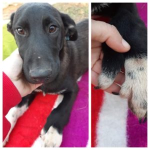 CHOCO - reserviert Alina - vermittelt