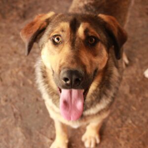 CHOKO - reserviert Manuela - vermittelt