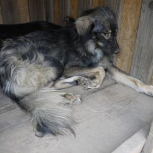 CIARA - reserviert Tierhilfe Lebenswert DR - vermittelt