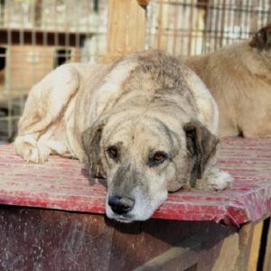 CLYDE - reserviert Tierhilfe Lebenswert DR - vermittelt