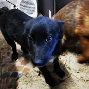 CODITZA - reserviert NadineH - vermittelt