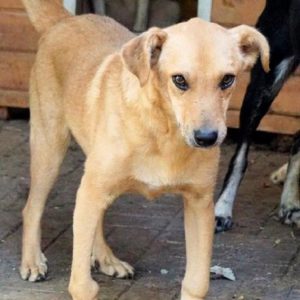 CRUSTY - reserviert Second Chance Dogs vermittelt