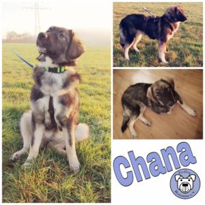 Chana in 65817 Eppstein