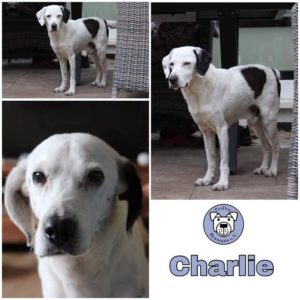 Charlie - RBB 17.06.2021