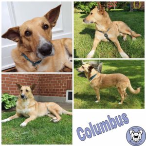 Columbus in 29690 Buchholz (Aller)