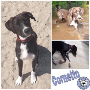Cornetto (Matti) in 41066 Mönchengladbach *reserviert*