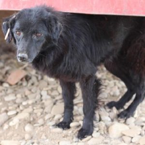 DAFFY - vermisst 08/2021