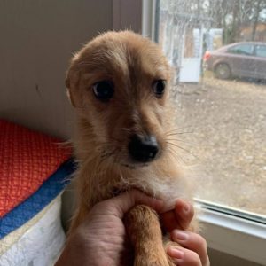 DAISY - reserviert THL - vermittelt