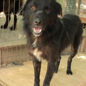 DAMINO - reserviert TH Burgdorf - vermittelt