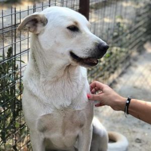 DAPHIE - reserviert Manuela - vermittelt