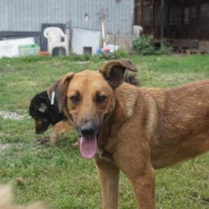 DEREK - reserviert Tierhilfe Lebenswert DR - vermittelt