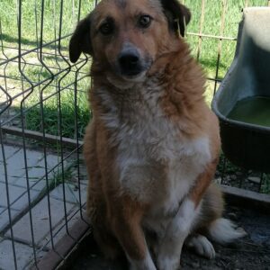 DEVENTRO - reserviert Manuela - vermittelt