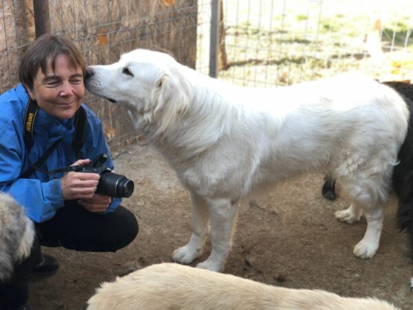 DHINGO - reserviert Manuela - vermittelt – Bild 3