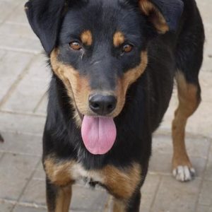 DIANA - reserviert Lorraine - vermittelt